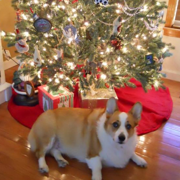 Meet your Posher, Hannah, Daisy, Rocky, Baxter(RIP) and Logan (RIP) - Picture 12 of 14